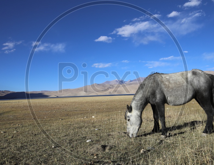 Horses Feeding Grass In The Valleys Of Leh