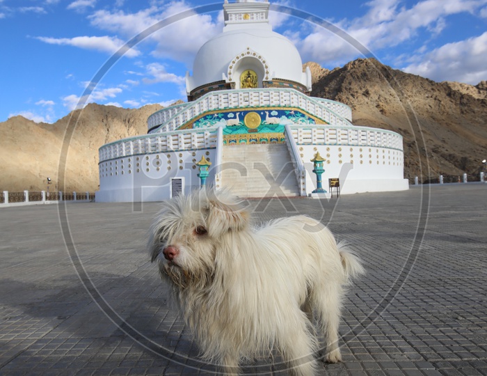 A White Pomeranian Dog  at Shanthi stupa in Leh