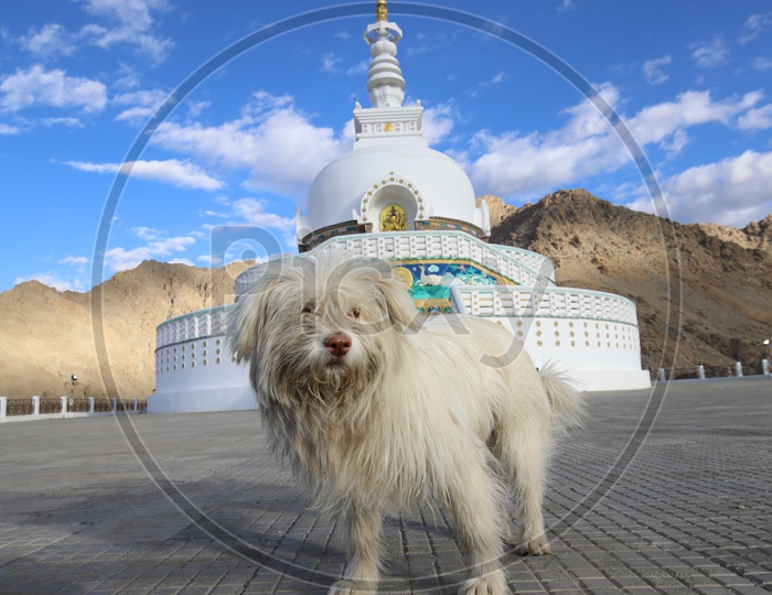 A White Pomeranian Dog  at Shanthi stupa in Leh