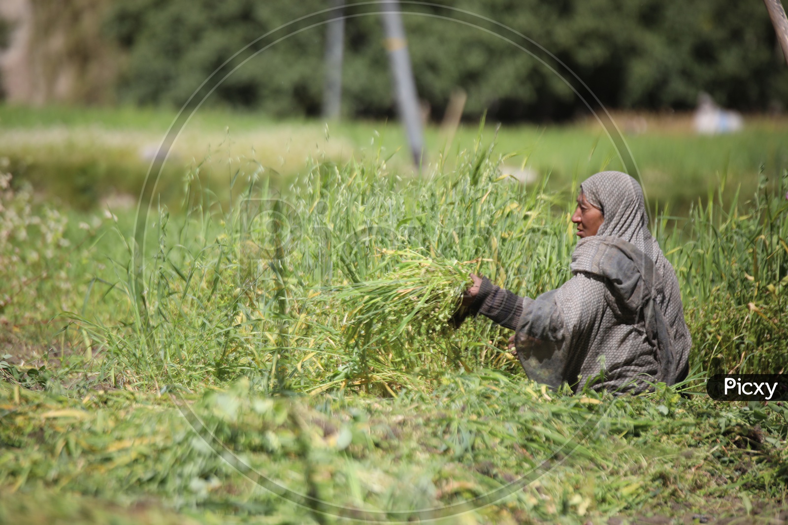 A women farmer working in agriculture field