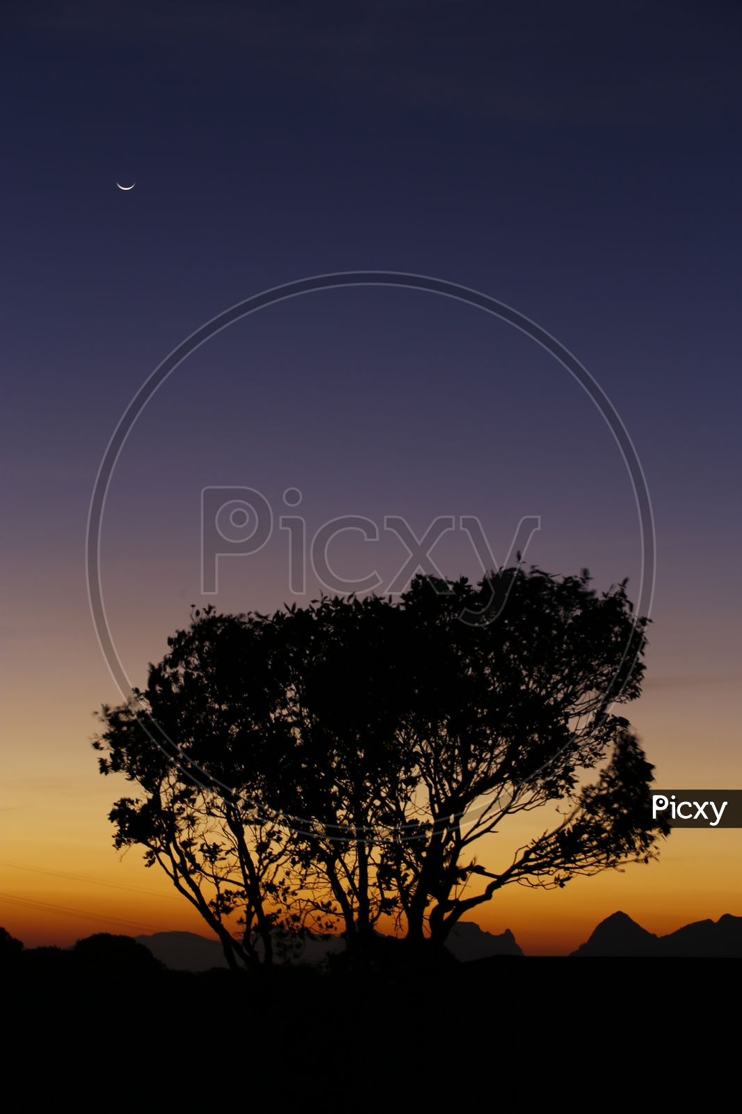 solitude photo of a tree in Lonavala with orange sky