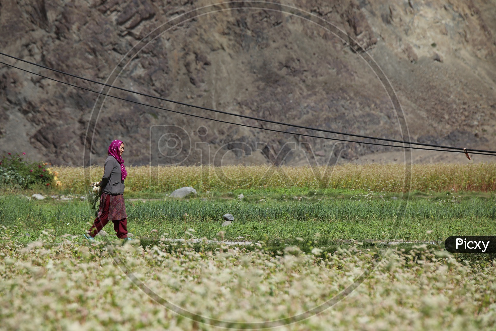 A women walking  between agriculture fields in Leh