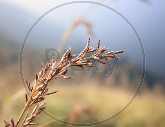 A Grass Ear Over a Beautiful Landscape in munnar