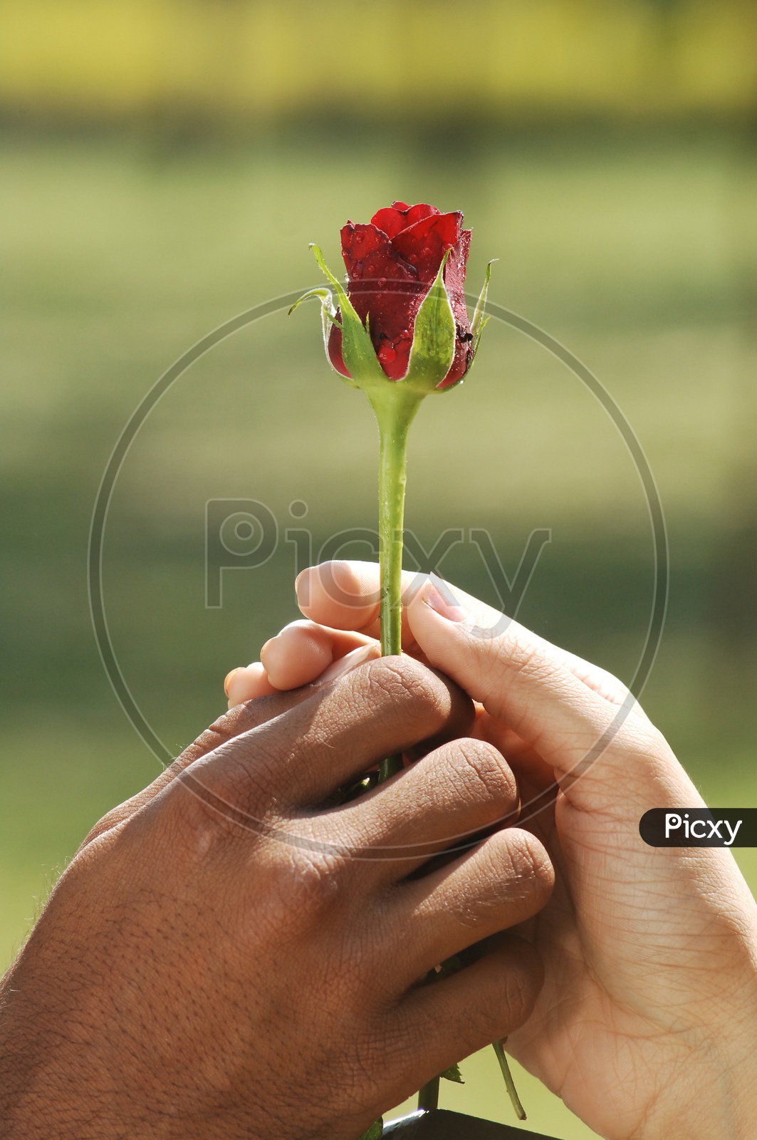 Couple holding a rose