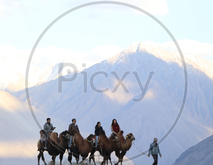 Travelers experiencing camel ride in Nubra Valley in leh with beautiful snow capped mountains in the background