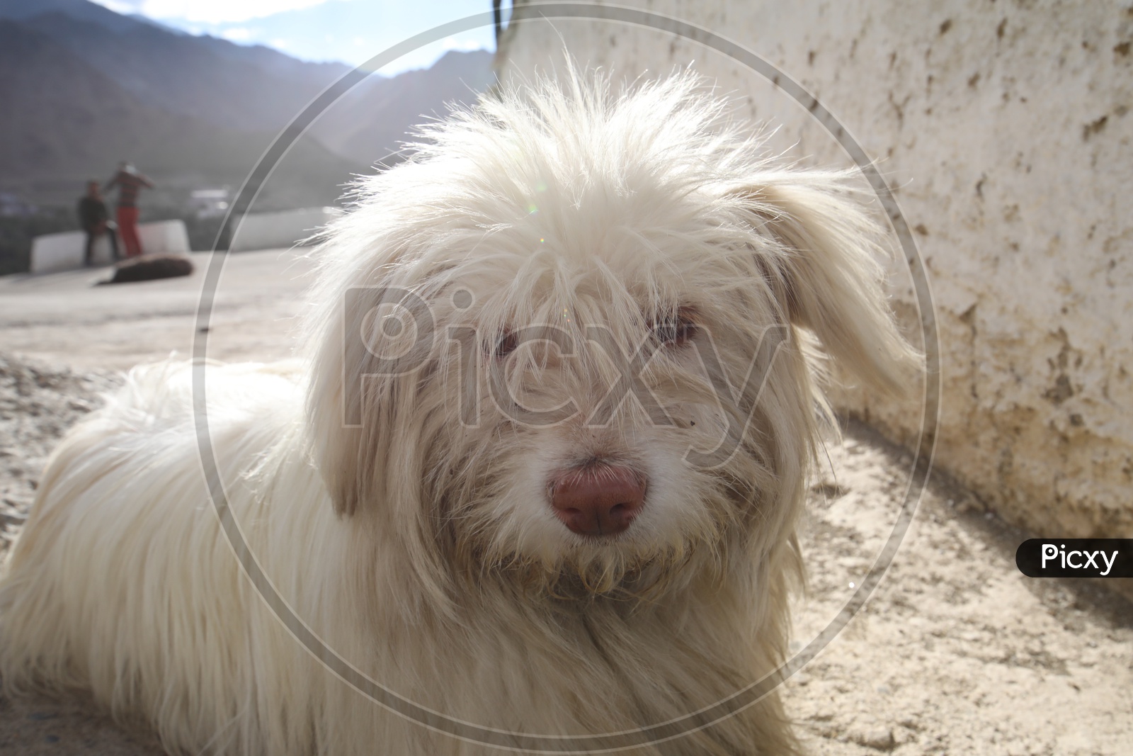 A White Pomeranian Dog  in  Leh