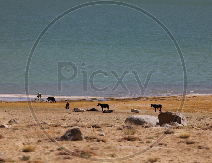 Horses Feeding grass in the Valleys Of Leh