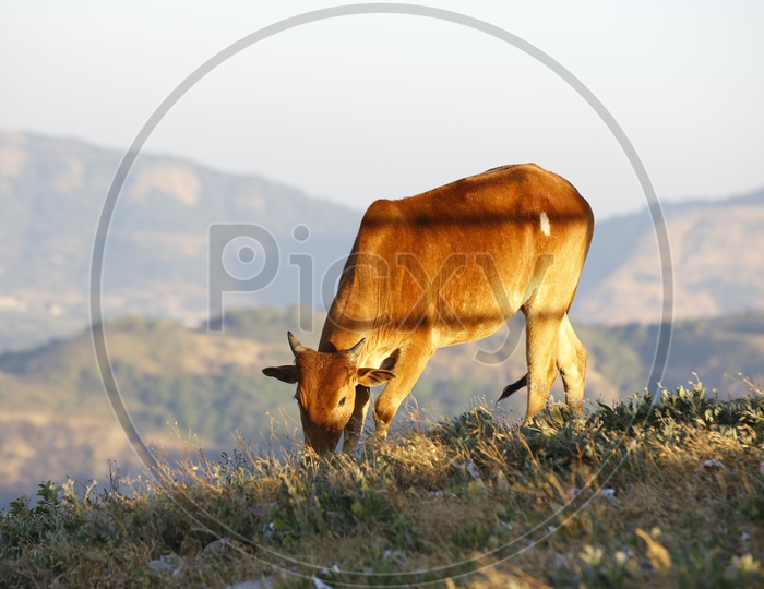 Cow / Cattle Feeding on the Hills Of Lonavala