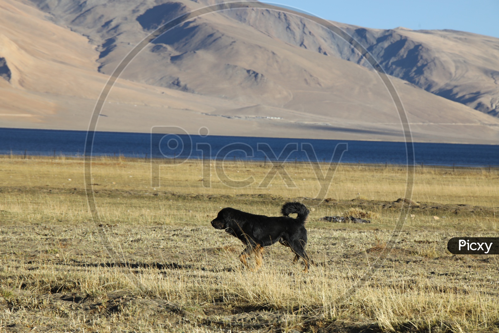Image of A Dog In The River Valleys Of LehIG367273Picxy