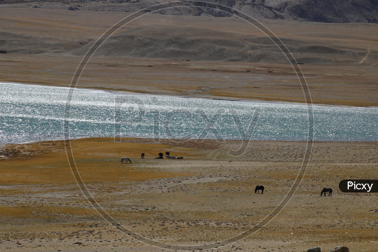 Horses Feeding grass in the Valleys Of Leh