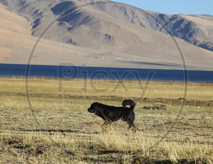 A Dog In The River Valleys Of Leh
