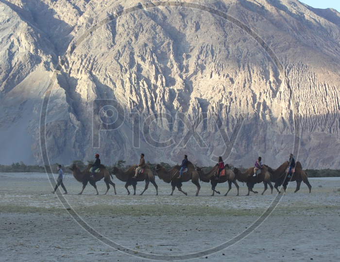 Travelers experiencing camel ride in Nubra Valley in leh with beautiful mountains in the background
