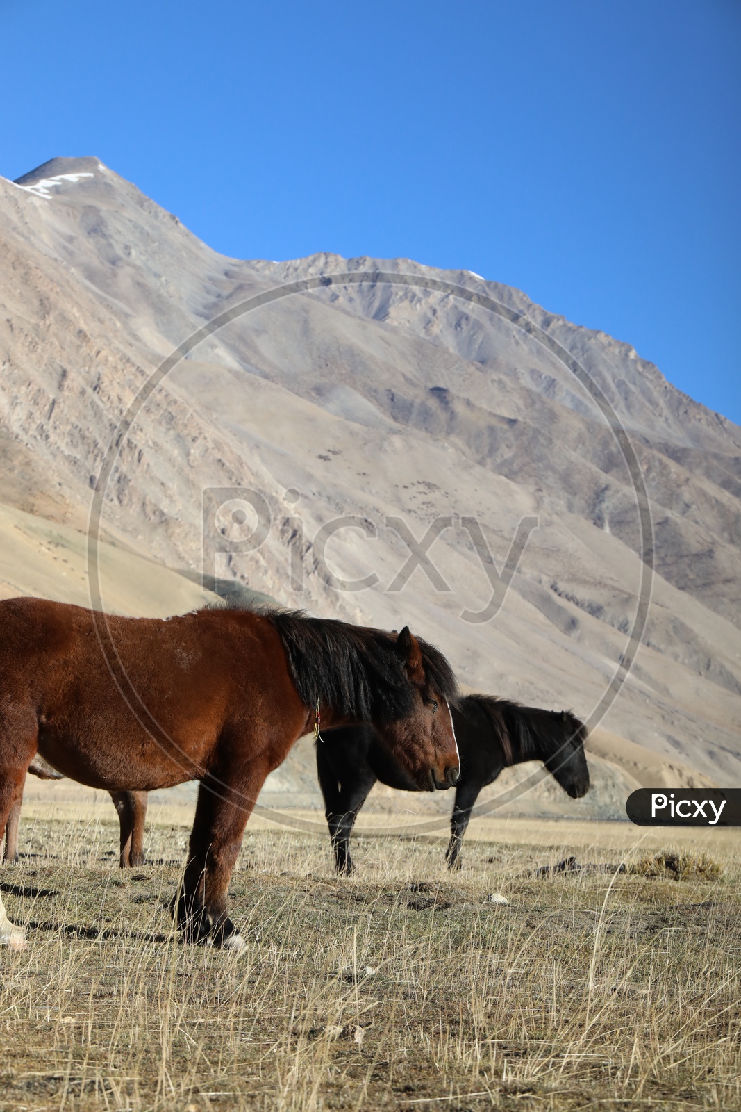 Horses Feeding In the River Valleys Of Leh With Sand Dunes In The Background