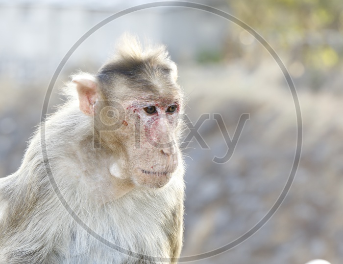 Animal - Monkey in Lonavala