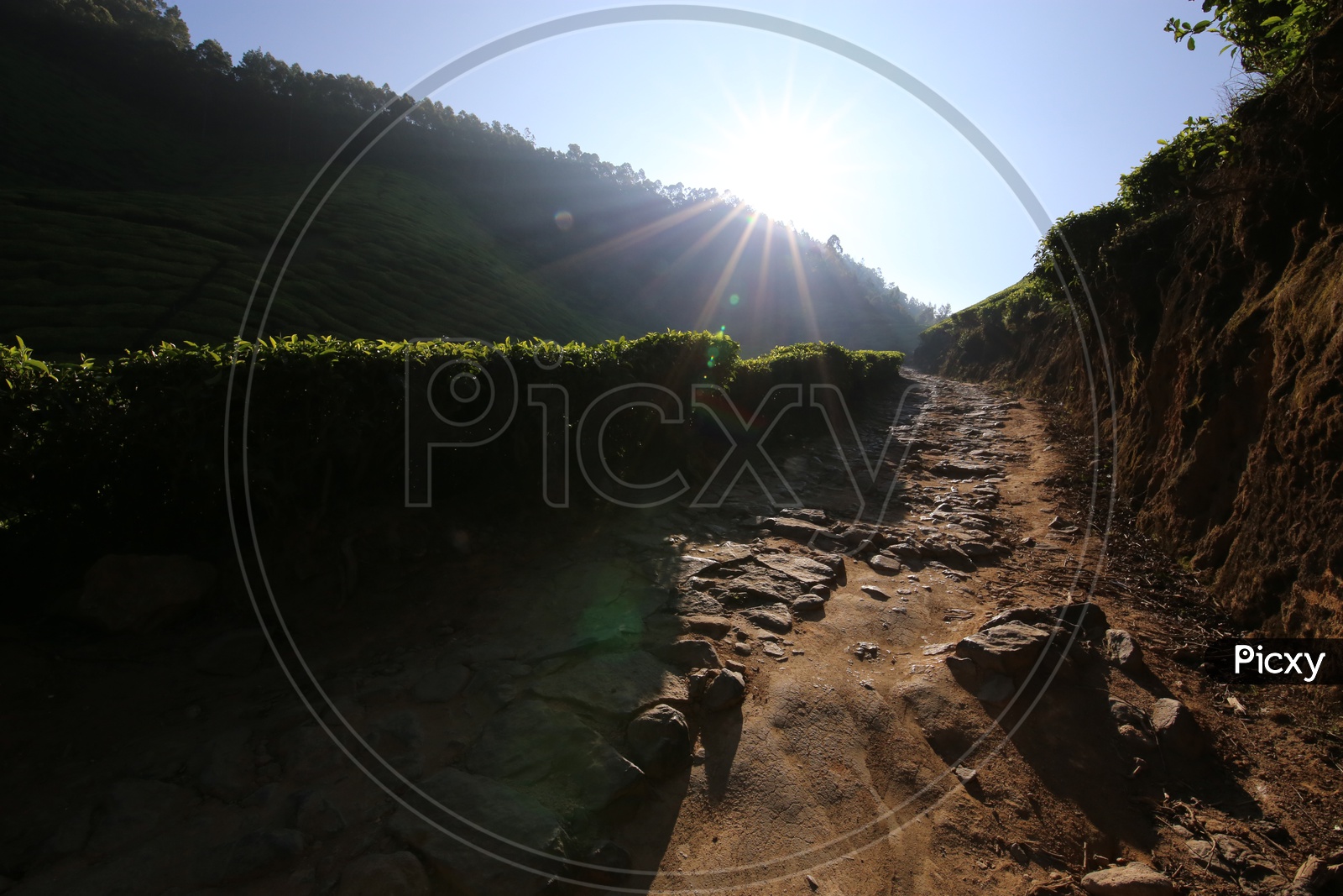 Pathways In Between Plantations In Munnar