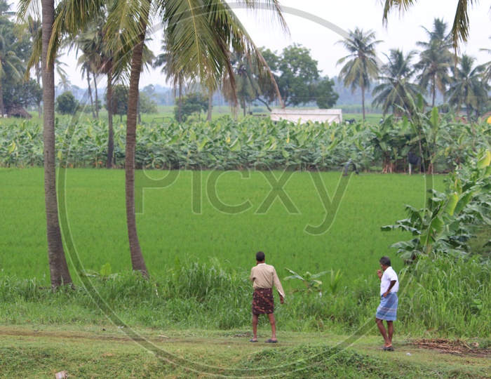 Farmers At Their Paddy Feilds in Rajahmundry