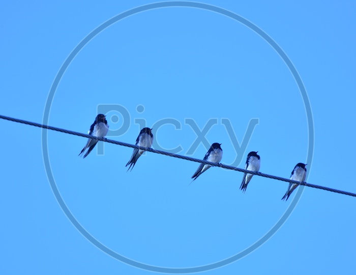 Arctic Birds Sitting On an Electric  Wire