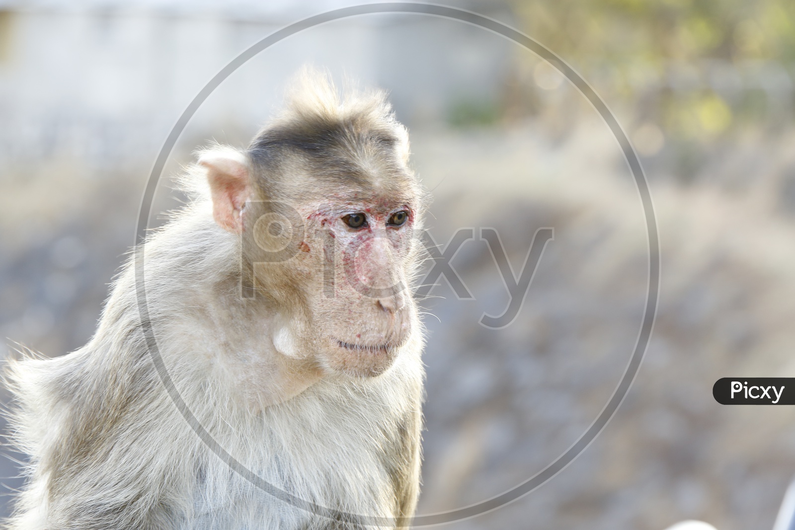 Animal - Monkey in Lonavala