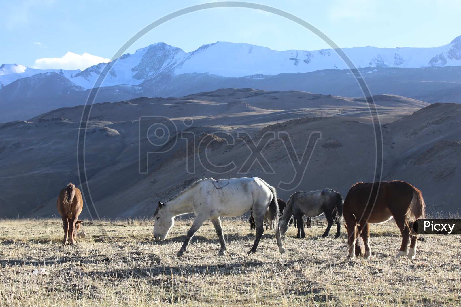 Horses Feeding grass in The River valleys Of Leh