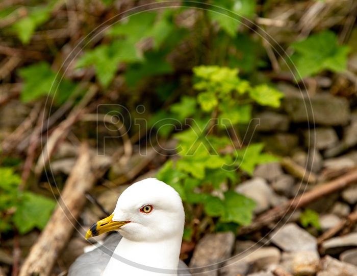 Albatross Bird