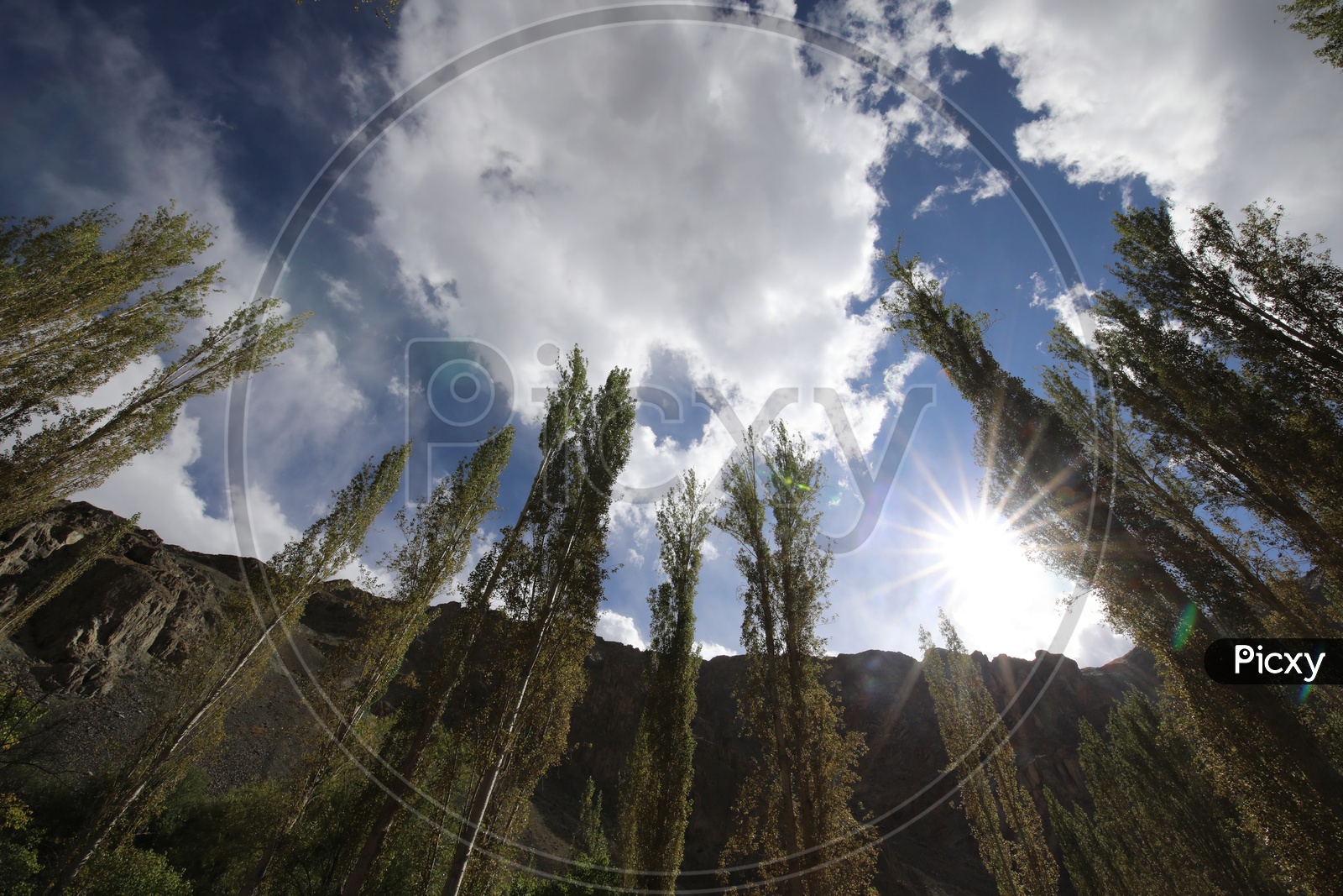 Oak Trees in Leh Composition Shot with Sky , Clouds  and Sun