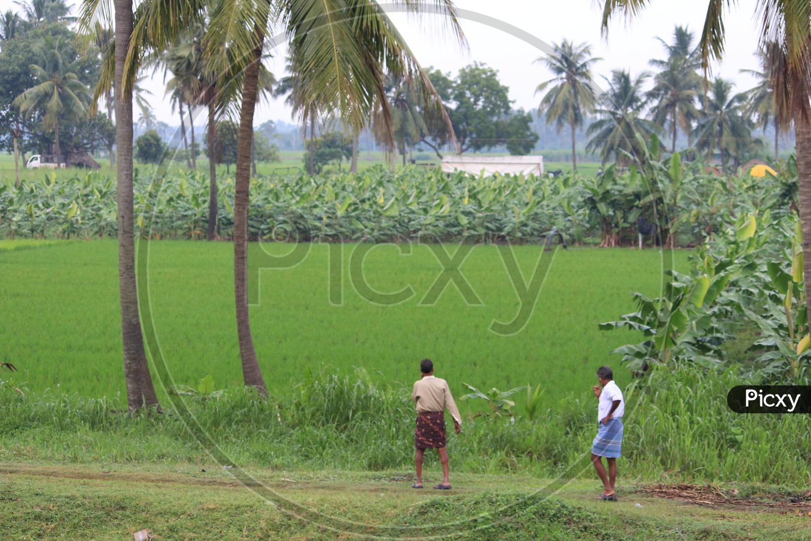 Farmers At Their Paddy Feilds in Rajahmundry