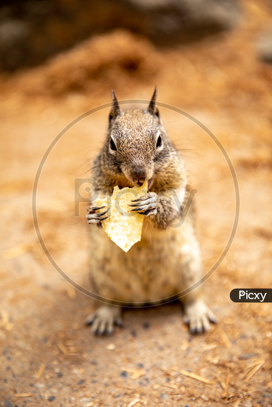 A Squirrel Eating a Piece  of Cheese Closeup Shot