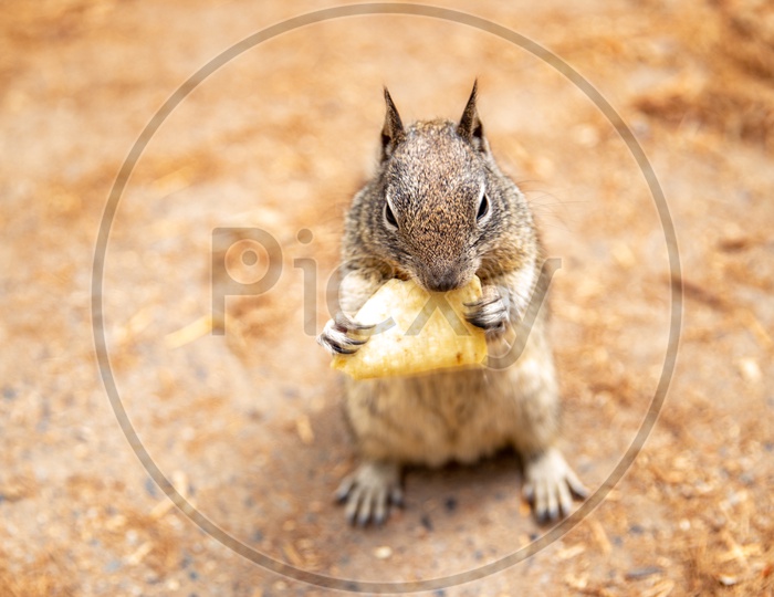 A Squirrel Eating a Piece  of Cheese Closeup Shot