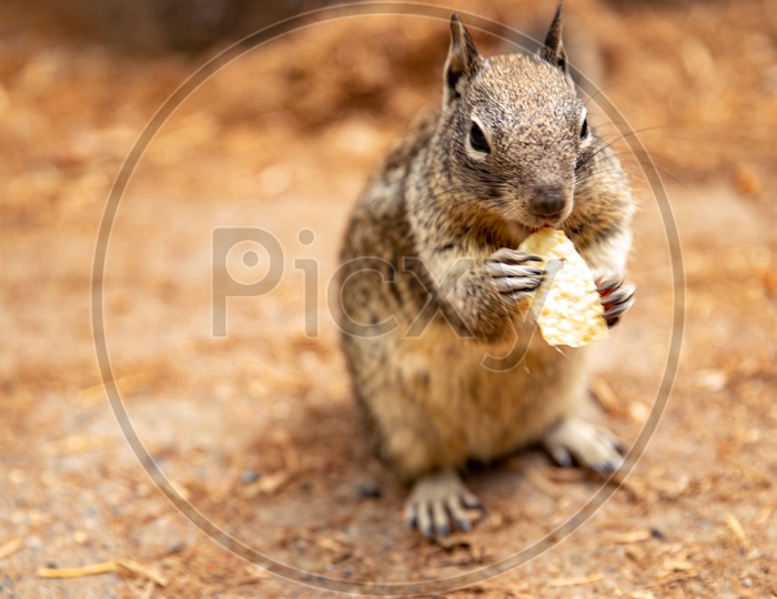 Closeup Shot of a Squirrel Eating Piece Of Cheese
