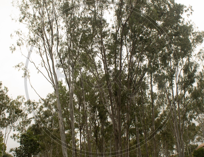 Eucalyptus Tree In Turahalli Forest