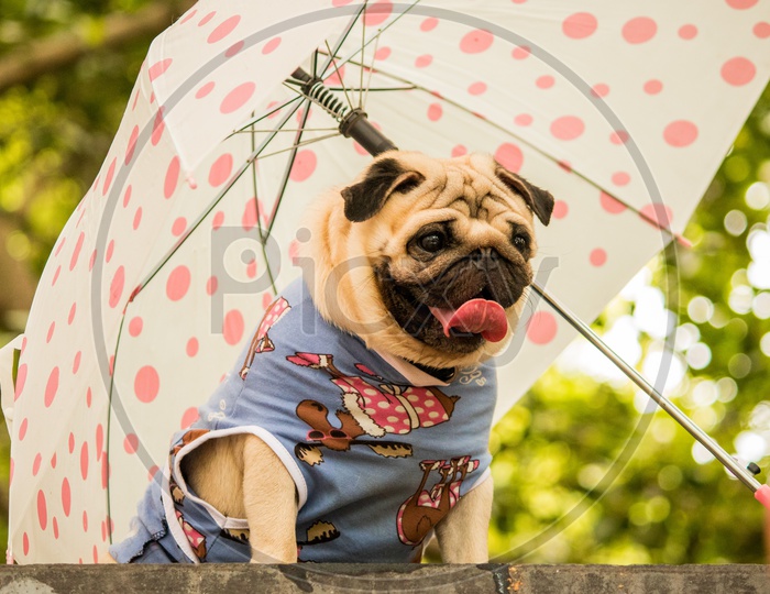 Pug  dressed and posing with an umbrella at Dog Show
