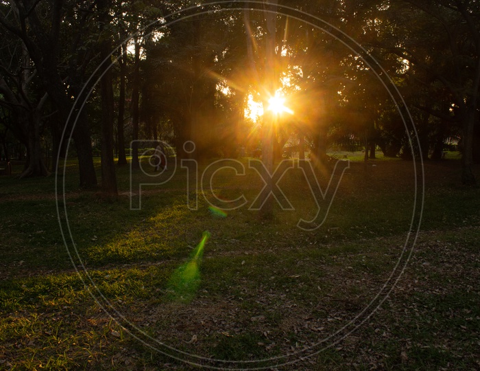Golden Sunrays Falling through a Tree in a Park