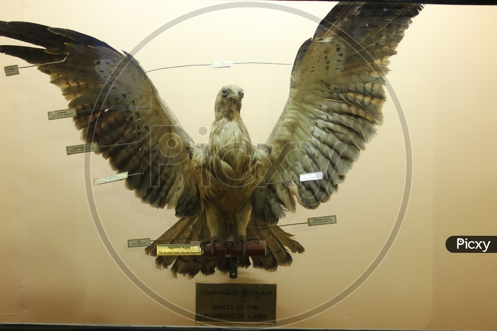 Image of Museums Specimen of an Eagle in Government Museum Chennai ...