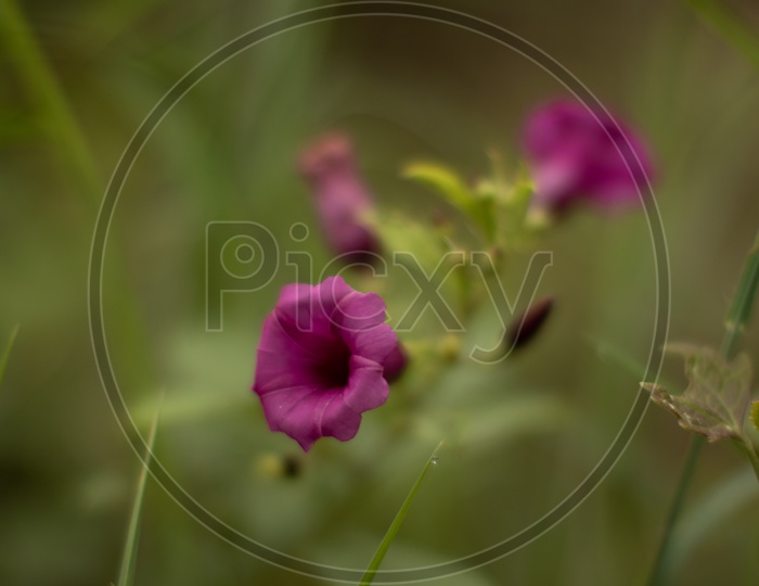 Macro Shot Of a Flower in Turahalli Forest