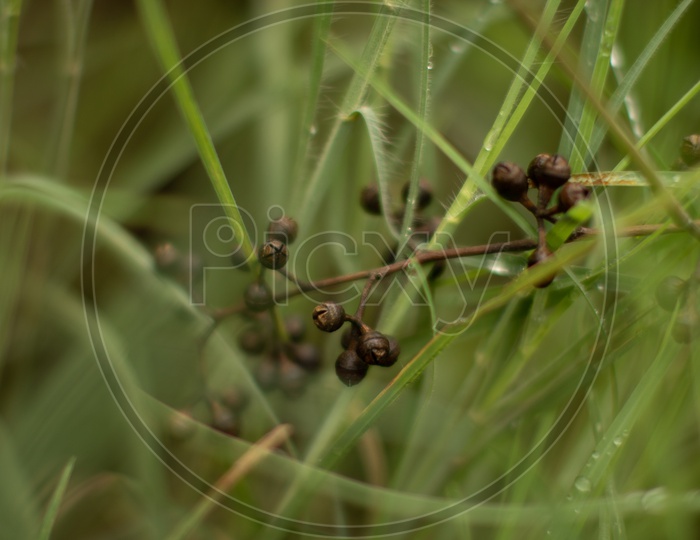 Grass Backgrounds / Green Abstract Background