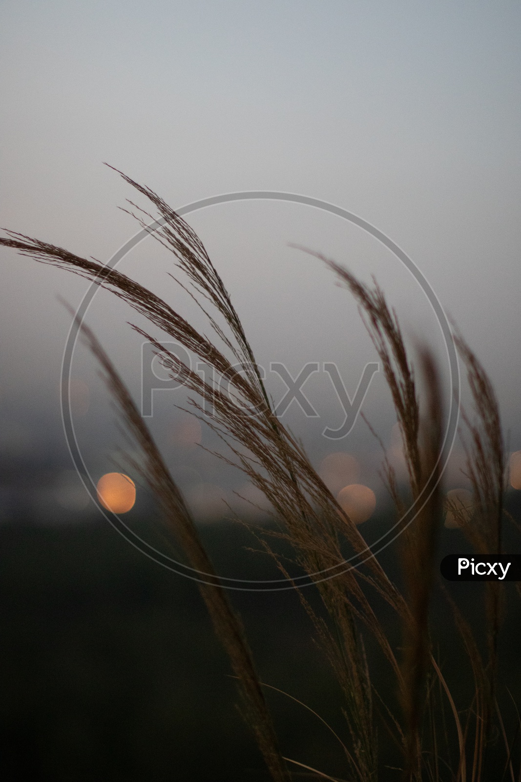 Golden Brown Grass Closeup Shot With City lights Bokeh Forming a Background