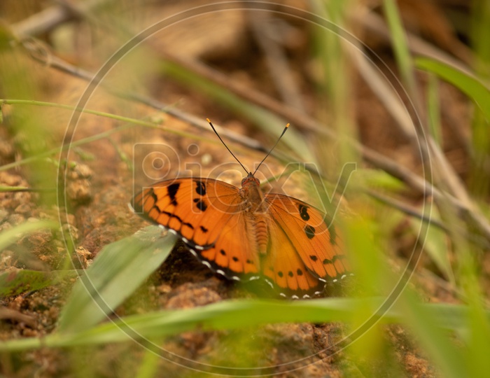 A Butterfly On Soil in Turahalli Forest