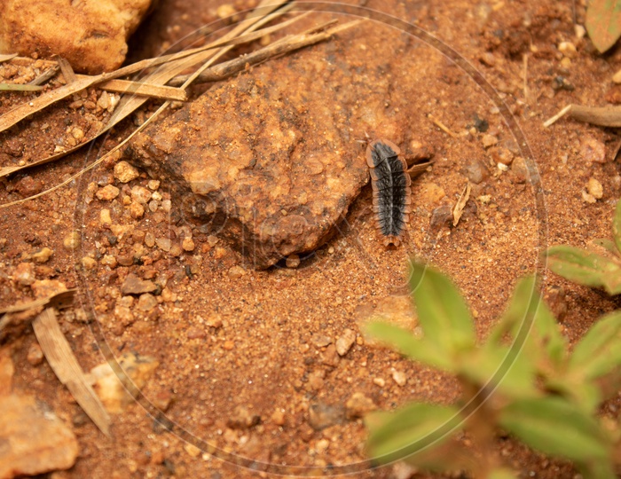 A Black Bug In Turahalli Forest