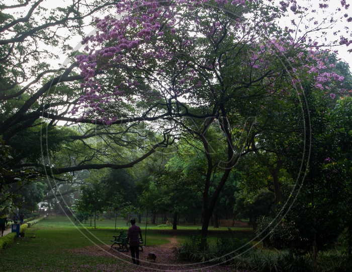 A Man Walking Along a naturally Formed Foot  Pathway in Cubbon Park