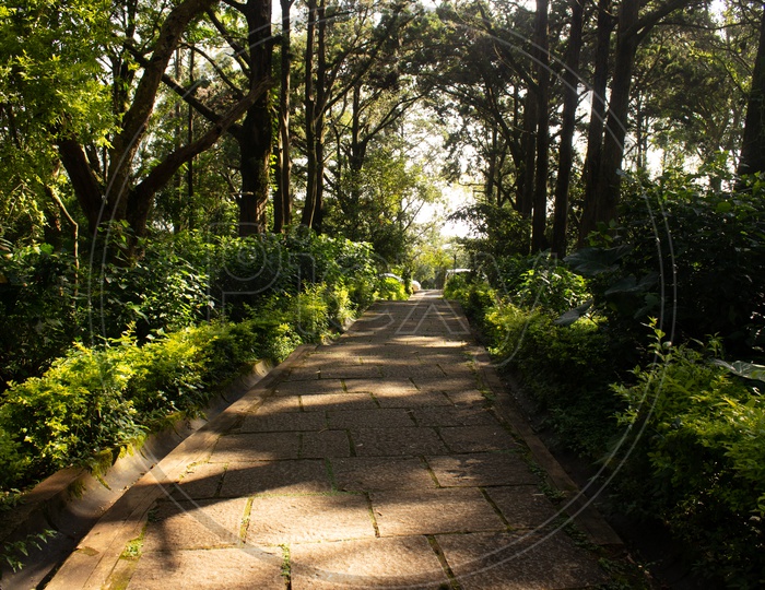 Pathways In Forests At Nandi Hills