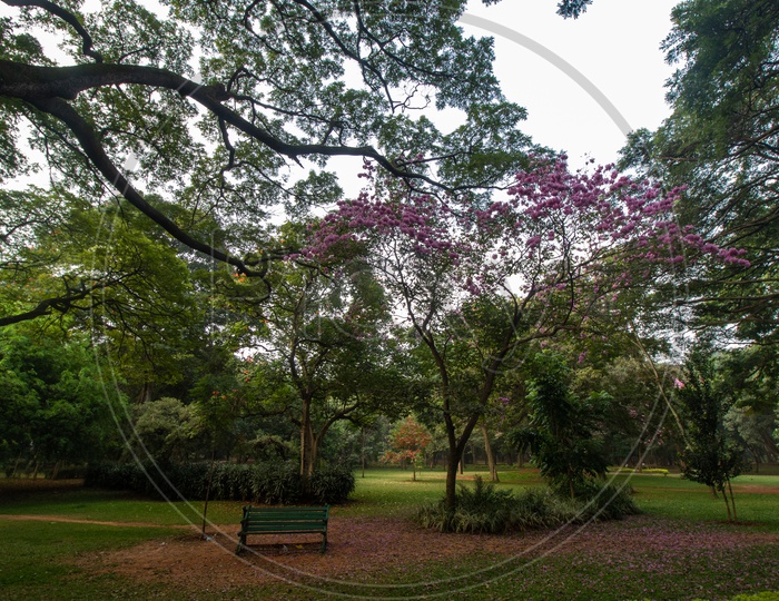 A Alone Bench in Cubbon Park