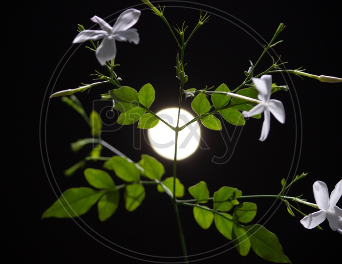 A Plant with Flower Presenting with Moon Closeup Bokeh