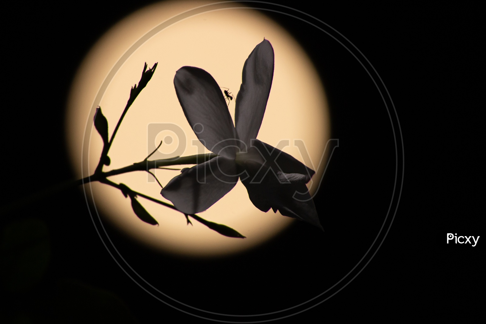 Silhouette of an Plant Flower with Closeup Moon Bokeh  Forming a Background