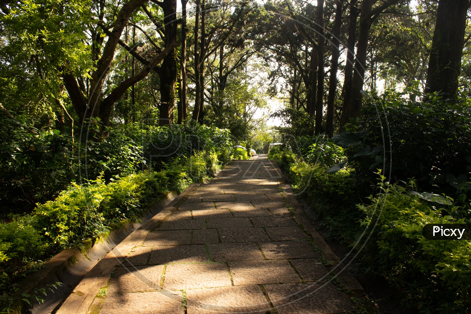 Pathways In Forests At Nandi Hills