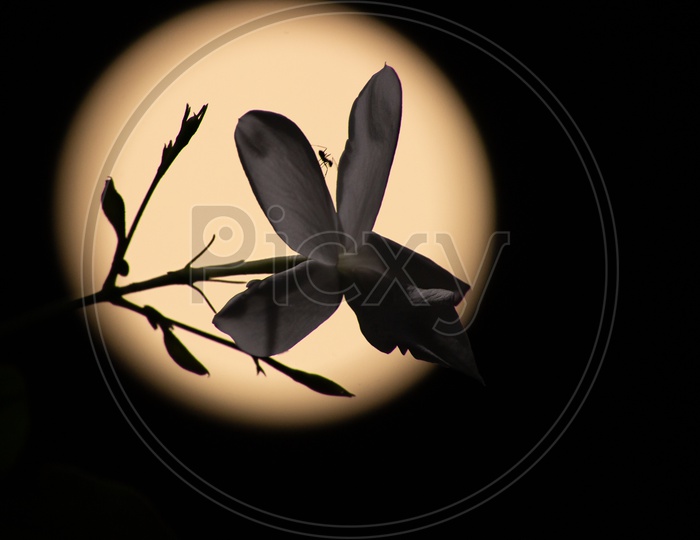 Silhouette of an Plant Flower with Closeup Moon Bokeh  Forming a Background
