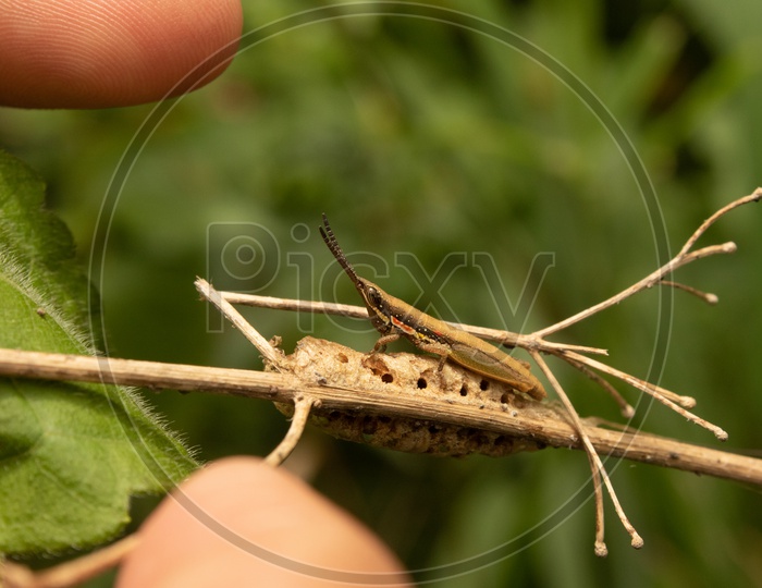 Locust Closeup Shot / Locust inTurahalli Forest
