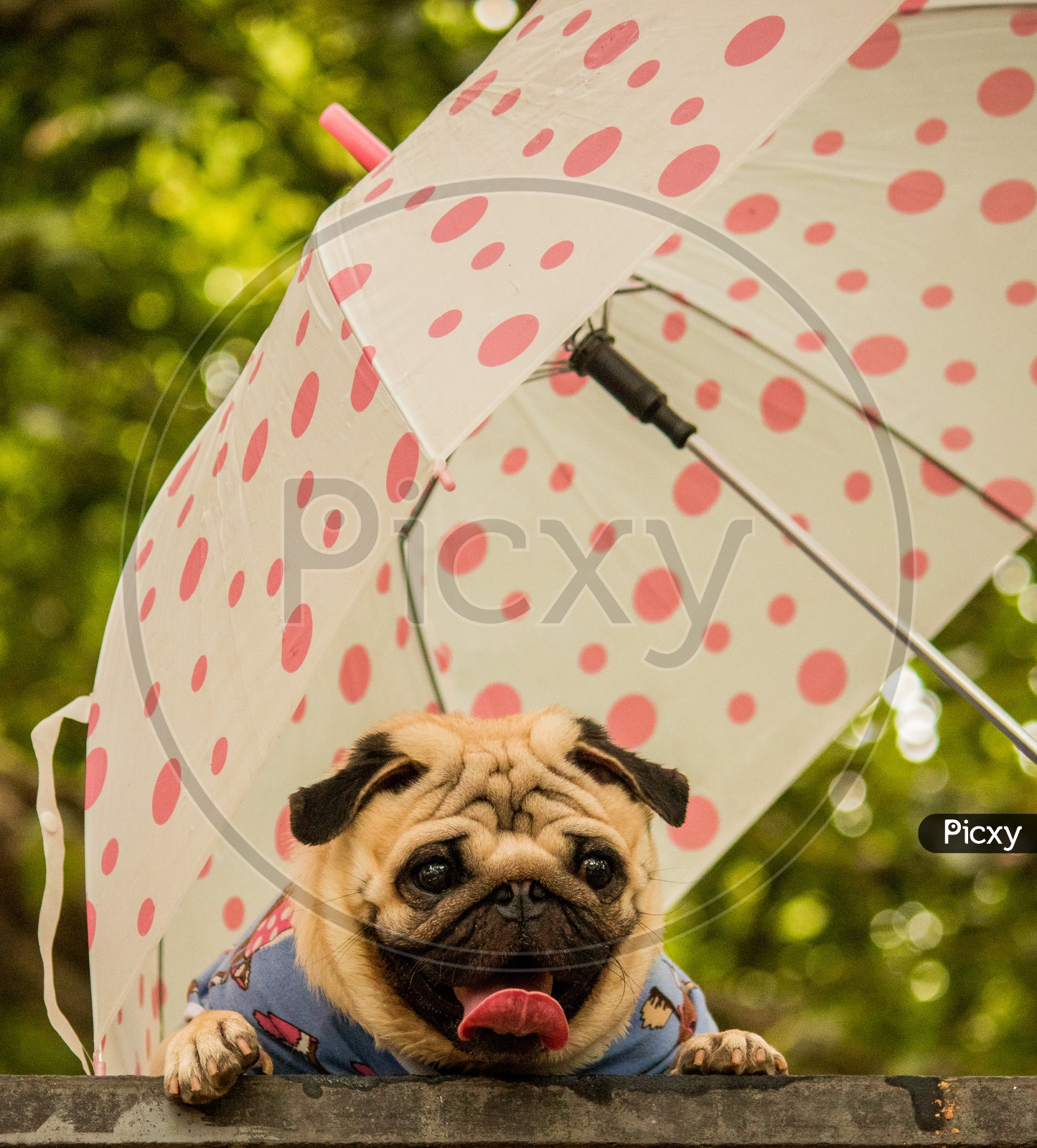 Pug  dressed and posing with an umbrella at Dog Show