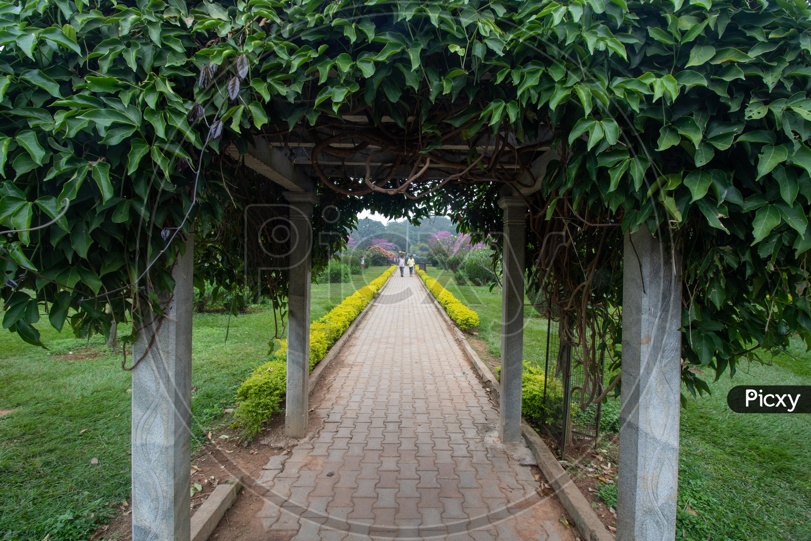 Roads in Cubbon Park / A Beautiful Pathway With Plants Cuddled Around  the Way Forming a Scenic Beautiful Way