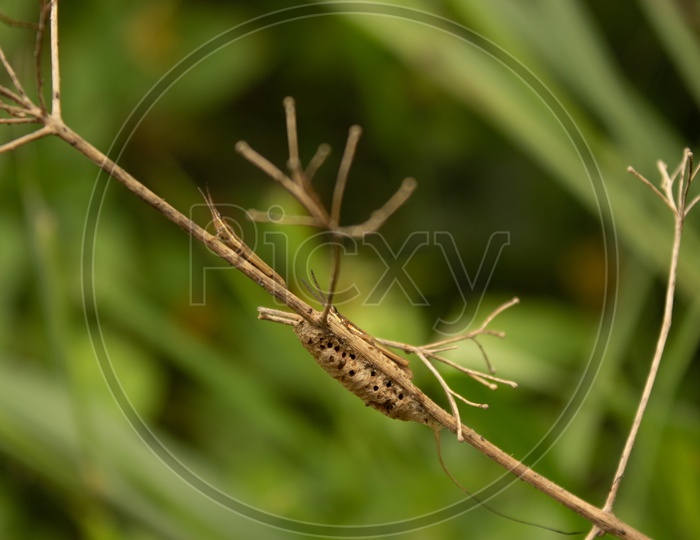 Locust Closeup Shot / Locust inTurahalli Forest