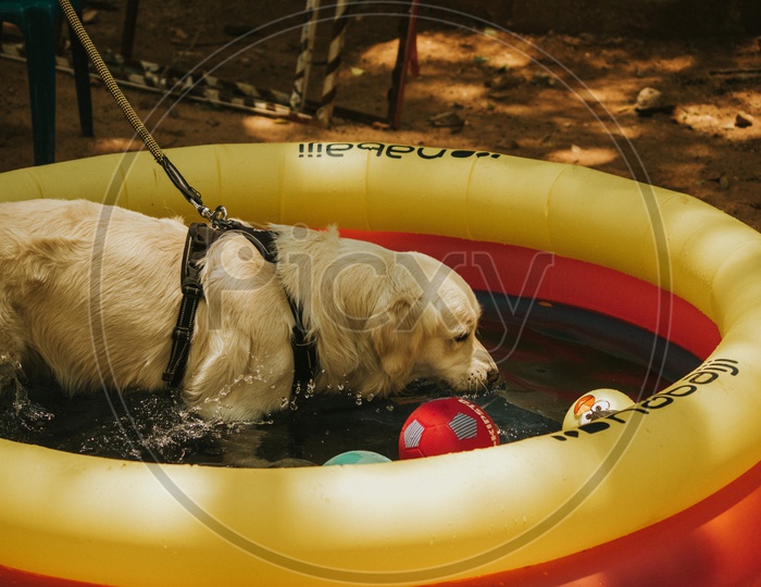 pet Dog in a pool